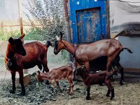Ешкілер (топ, жынысы көрсетілмеген), Alpine goat — 3-сурет