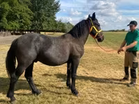Caballo, Caballos — foto 2