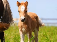 Pferde (Partie, Geschlecht nicht angegeben), Shetland Pony — Foto 7