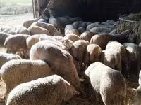 Schaf, Ile-de-France sheep — Foto 2