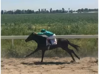 Mare, Anglo-Arabian — photo 3