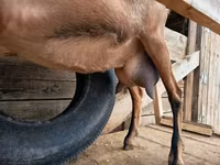 Cabra, Alpine goat — foto 5