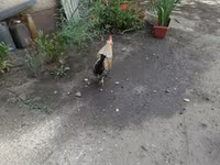 Bantam Japonesa — foto 3