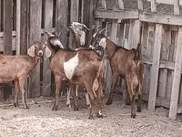 Billy Goat, Goats — photo 6