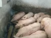 猪（批次，未指定性别）, Pigs — 照片 3