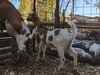Cabra, Nubian Goat — foto 3