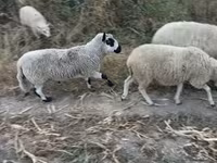 Carnero, Cerry Hill sheep — foto 1