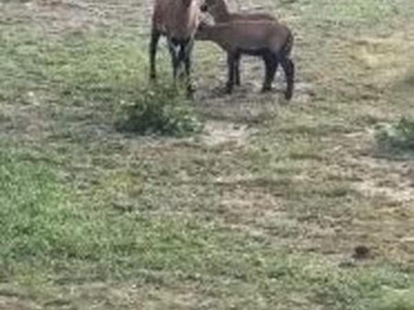 Qoyun, Cameroon sheep