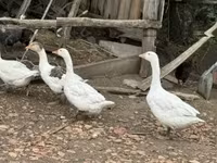 Geese — zdjęcie 1