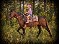 Kobila, Quarter Horse — fotografija 1
