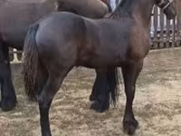 Kobila, Friesian — fotografija 1
