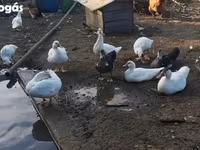 डोमेस्टिक मस्कोवी — फ़ोटो 2