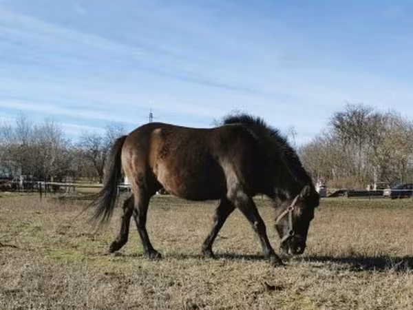 Caballo, Hucul pony