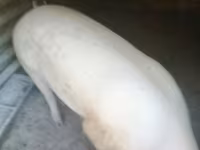 नर सूअर, सूअर — फ़ोटो 1