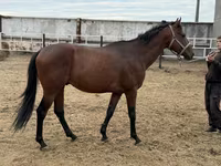 Pastuv, Thoroughbred horse — fotografija 4