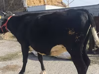 İnək, Russian Black pied cattle — foto 5
