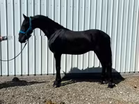 Koń, Friesian — zdjęcie 6