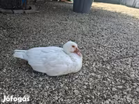 Ducks — fotografija 3