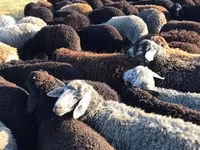 Brebis, Moutons — photo 2