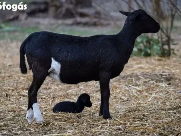 Schaf, Cameroon sheep