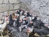 Chickens — fotografija 4