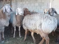 Қошқар, Arashan sheep — 2-сурет