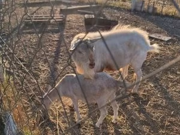 Ziegenbock, Boer goat