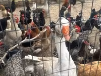 Chickens — foto 3
