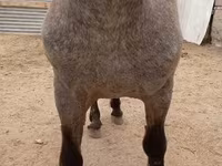 雄馬, Appaloosa — 写真 4