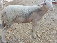 كبش, Luzein sheep — الصورة 2