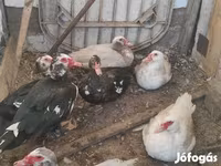 Ducks — फ़ोटो 2