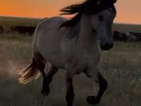 Pastuv, Bashkir horse — fotografija 1