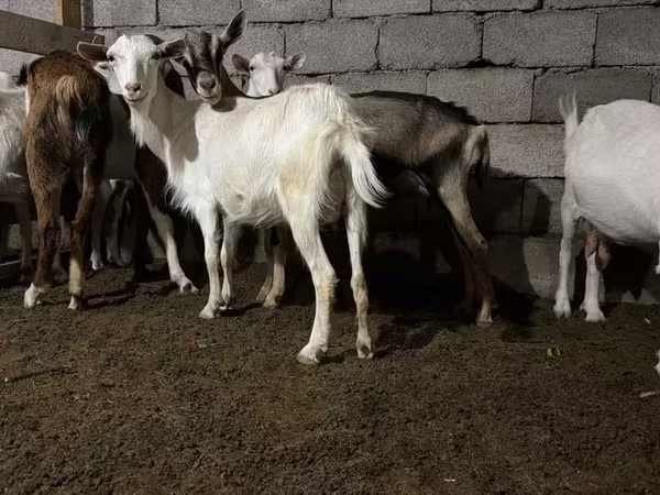 Koza, Saanen goat
