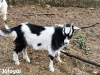 تيس, الماعز — الصورة 4