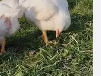 Chickens — Foto 2