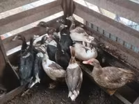 Ducks — फ़ोटो 3