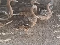 Ducks — zdjęcie 3