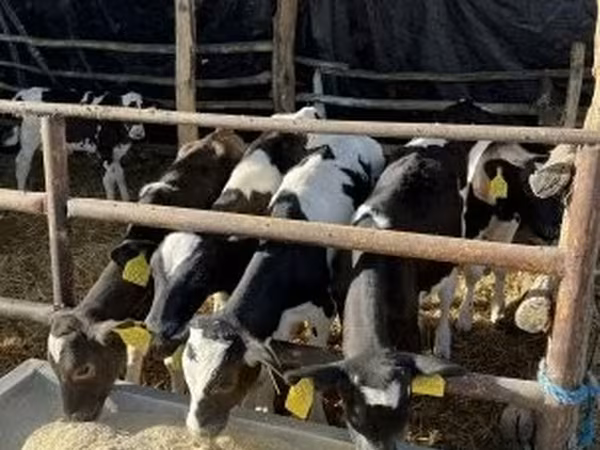 Taureau, Russian Black pied cattle — Hongrie