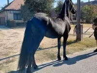 Caballo, Friesian — foto 5