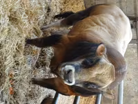 Bik, Partenaise cattle — fotografija 1