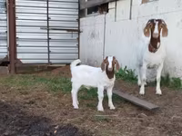عنزة, Saanen goat — الصورة 2
