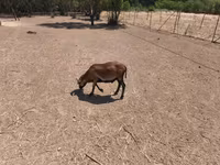 雄羊, Cameroon sheep — 写真 6