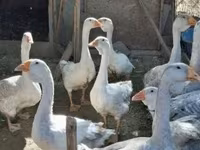 Geese — الصورة 2