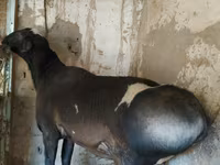Ovan, Hissar sheep — fotografija 2