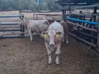 Touro, Simmental cattle — foto 1