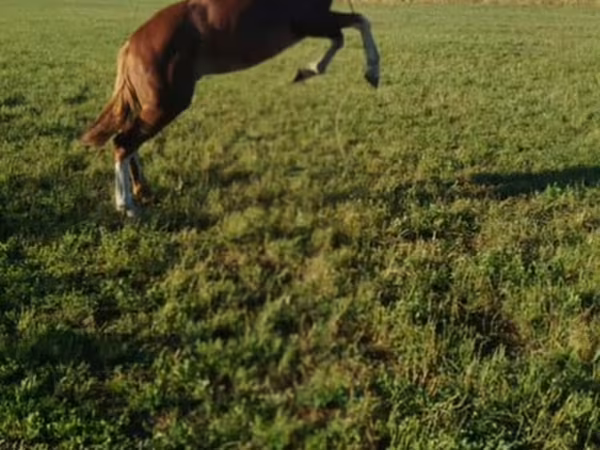Cheval, Chevaux