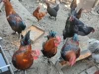 Marans — Foto 6
