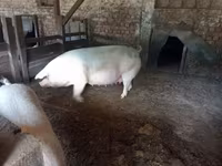 Donuzlar (partiya, cinsi göstərilməyib) — foto 1