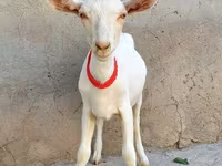 Koza, Saanen goat — fotografija 2