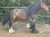 Caballo, Gypsy horse — foto 1